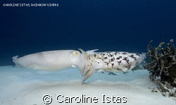 Cuttlefish mating. by Caroline Istas 